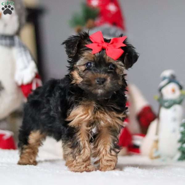 Chloe, Yorkie Poo Puppy